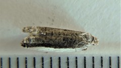 Ancylis albacostana
