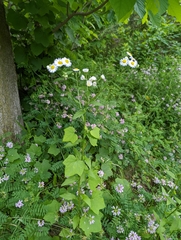 Menispermum canadense