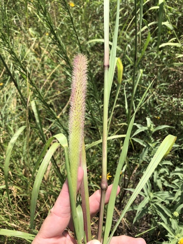 Bentspike Fountain Grass (Cenchrus nervosus)