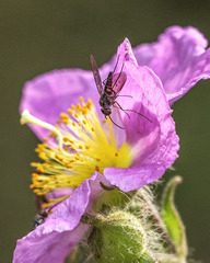 Phthiria antiqua