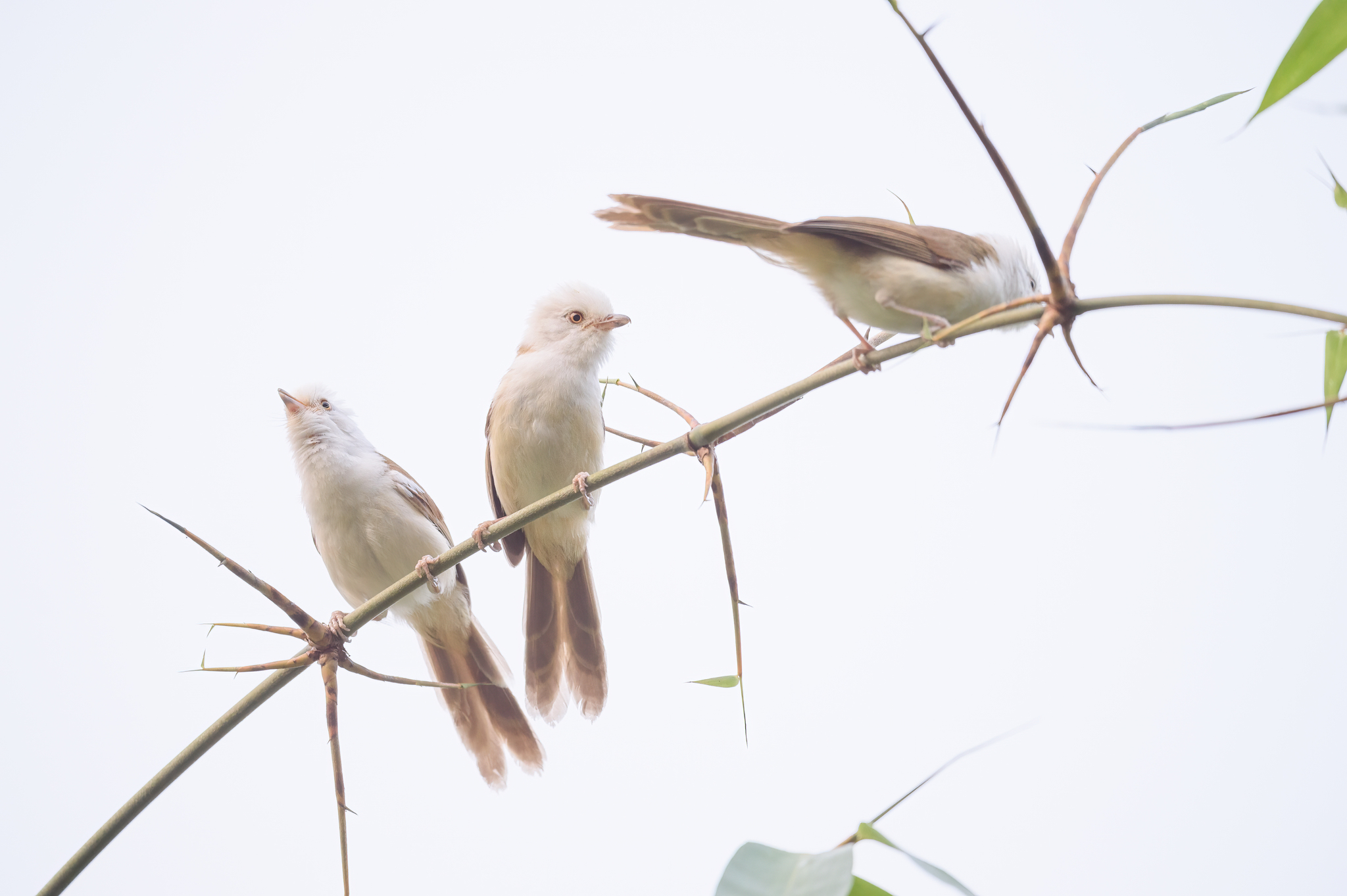 White-hooded Babbler (Gampsorhynchus rufulus), photo 4
