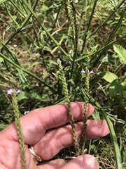Verbena runyonii