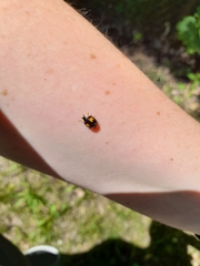 Harmonia axyridis
