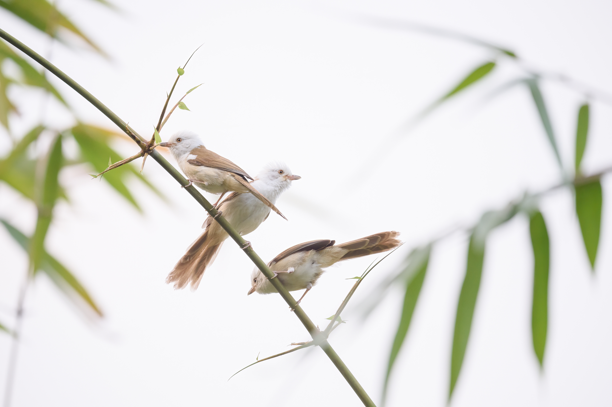White-hooded Babbler (Gampsorhynchus rufulus), photo 5