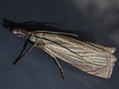 Chrysoteuchia culmella