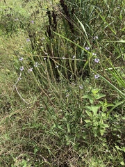Verbena runyonii