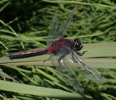 Leucorrhinia borealis
