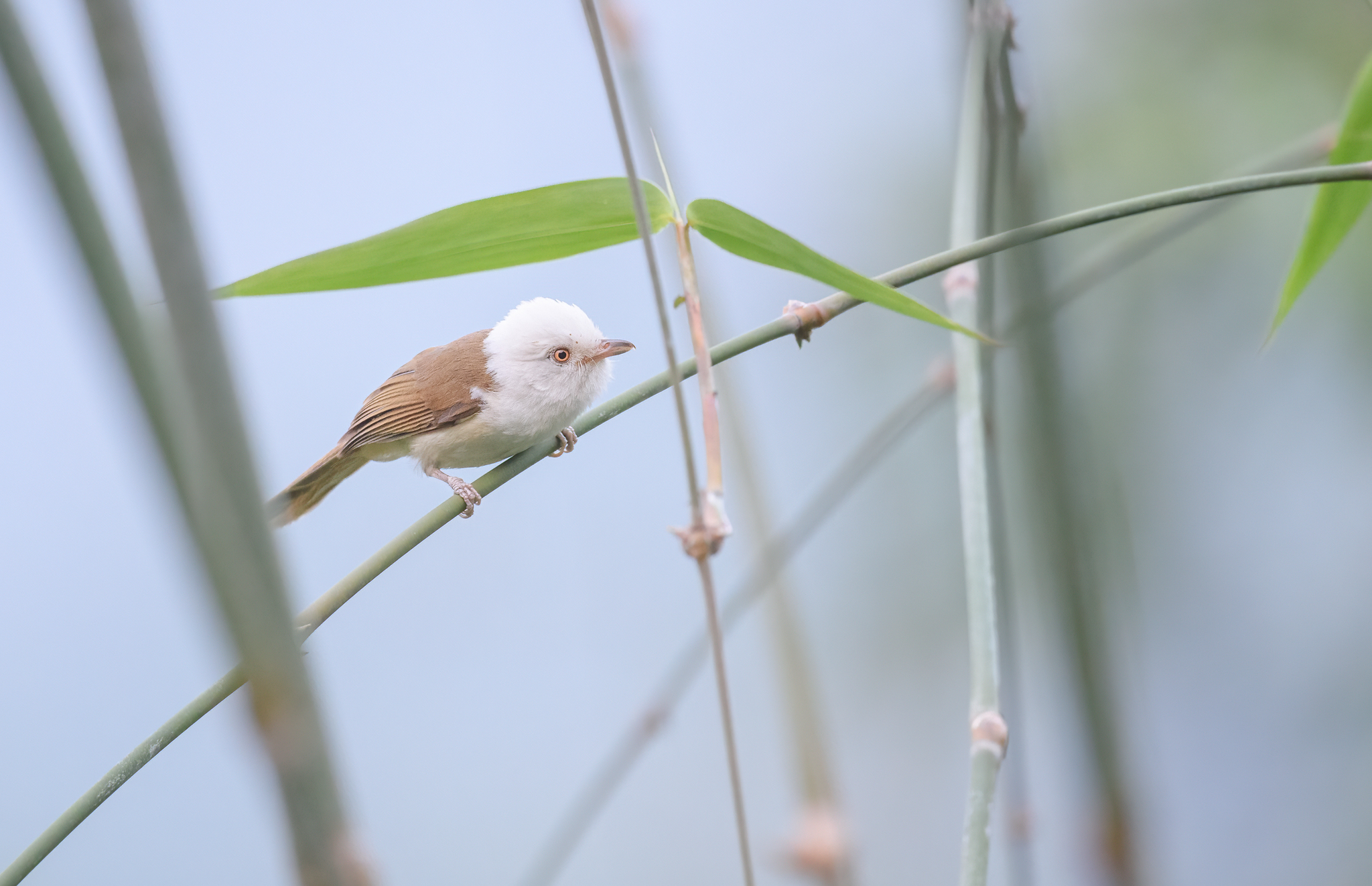 White-hooded Babbler (Gampsorhynchus rufulus), photo 6