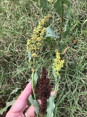 Rumex chrysocarpos