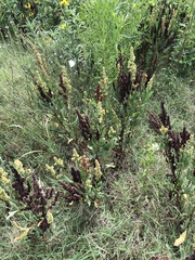 Rumex chrysocarpos