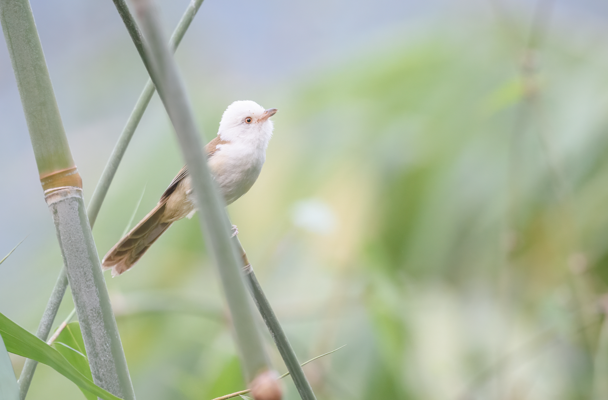 White-hooded Babbler (Gampsorhynchus rufulus), photo 7