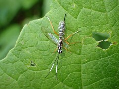 Agonocryptus discoidaloides