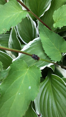 Cantharis fusca