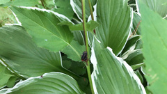 Cantharis fusca