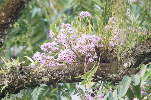 Dendrobium nobile