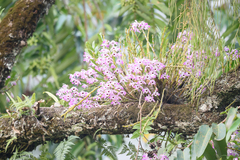 Dendrobium nobile