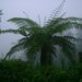 Cyathea fulva - Photo (c) Nathaline E. Taylor Aquino, some rights reserved (CC BY-NC), uploaded by Nathaline E. Taylor Aquino