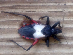 Microtomus purcis