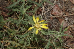 Mentzelia densa