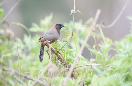 Rufous-necked Laughingthrush (Pterorhinus ruficollis), photo 8