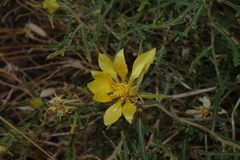 Mentzelia densa