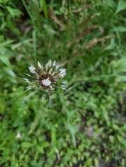Taraxacum erythrospermum