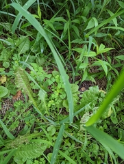 Taraxacum erythrospermum