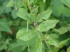 Mitopus