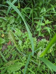 Taraxacum erythrospermum