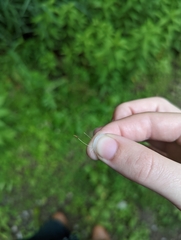 Taraxacum erythrospermum