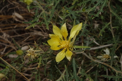 Mentzelia densa