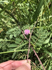 Mimosa asperata