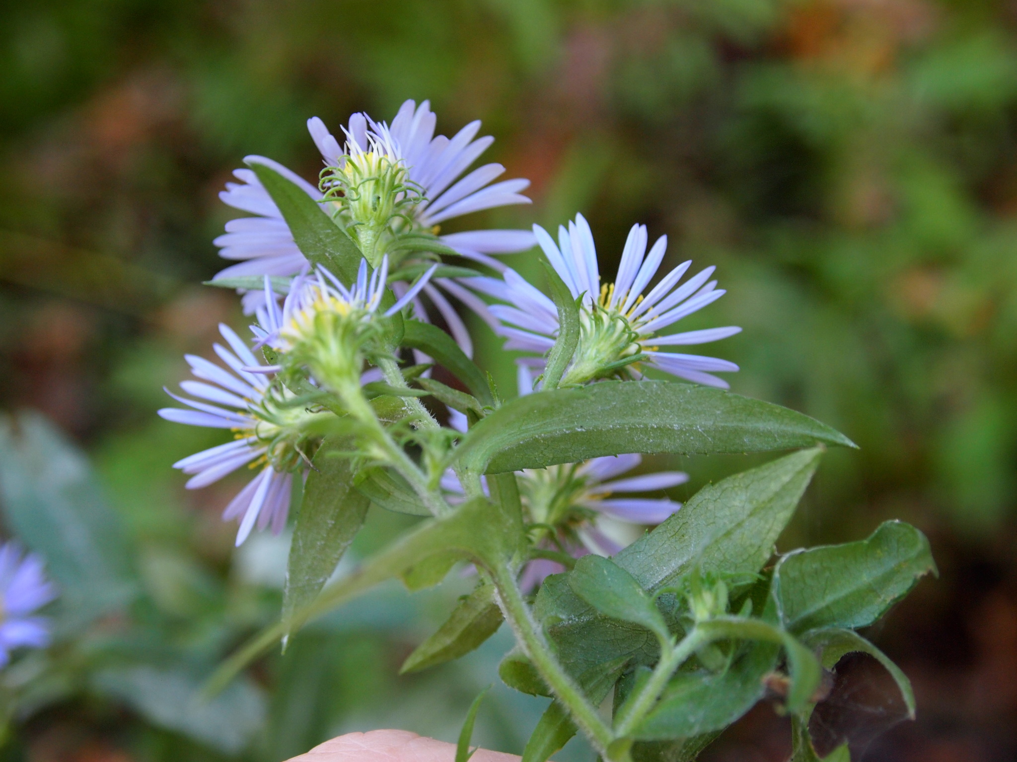 Symphyotrichum puniceum var. scabricaule