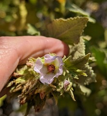 Malacothamnus palmeri