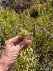Malacothamnus palmeri