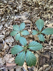 Parthenocissus quinquefolia