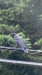 Corvus brachyrhynchos caurinus