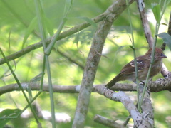 Thamnophilus stictocephalus