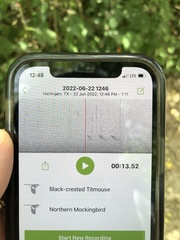 Baeolophus atricristatus