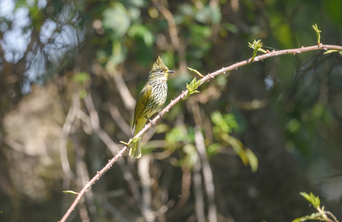 Striated Bulbul (Alcurus striatus), photo 9