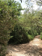 Baeolophus atricristatus