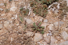 Plantago macrorhiza