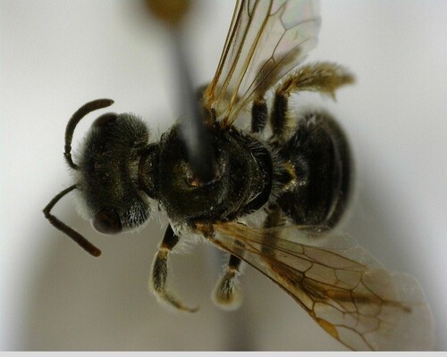 iNaturalist observation photo of Tripartite Sweat Bee