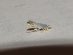 Argyresthia subreticulata