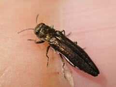 Agrilus quadriguttatus