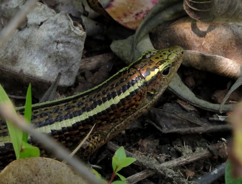 Zonosaurus madagascariensis