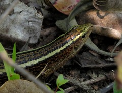 Zonosaurus madagascariensis