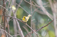 Abroscopus schisticeps