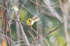 Abroscopus schisticeps