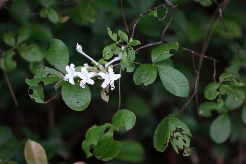 Image of Rhododendron serrulatum by (c) Lauren McLaurin, some rights reserved (CC BY)